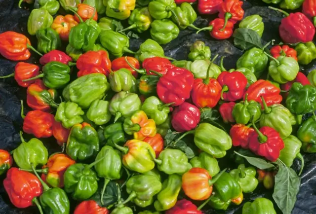 Piment rond – Image 2